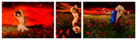 Poppy Sunset © Dick Prior 3rd