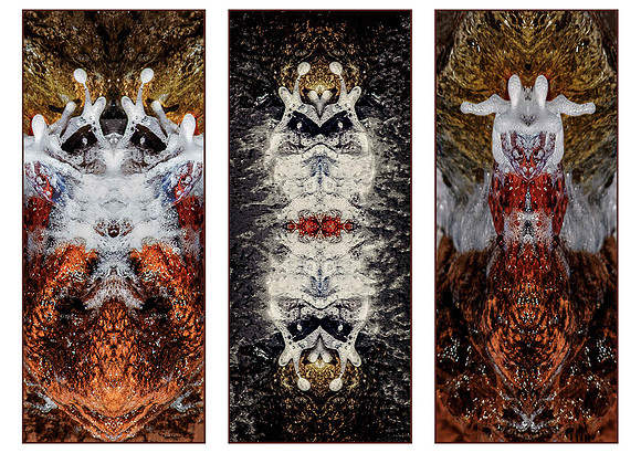 Abstract Insects © Michael Robertson-Smith C