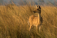 March Deer at Sunset © Mary Kirkby - HC