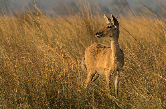 March Deer at Sunset © Mary Kirkby - HC