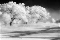 Frost magic © Derek Wood - HC