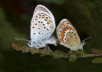 Silver Studdied Blue Mating © Graham Miatt - HC