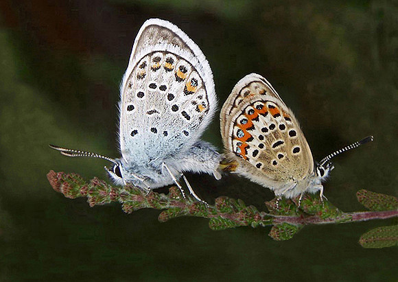 Silver Studdied Blue Mating © Graham Miatt - HC