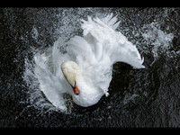 Eau Sauvage © Jill Dyson-Orme - C