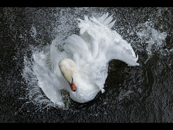 Eau Sauvage © Jill Dyson-Orme - C