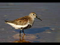 Summer Plumage Dunlin © Derek Walton - 1st