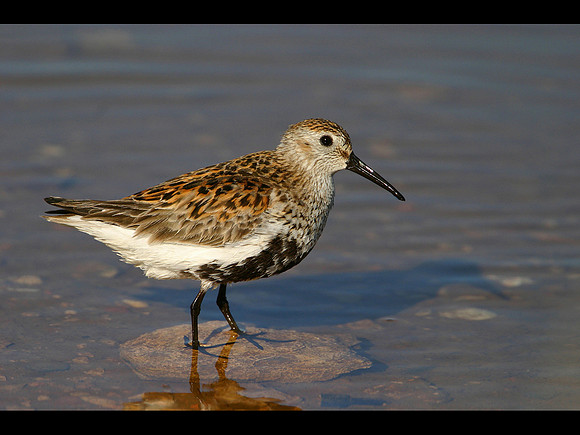 Summer Plumage Dunlin © Derek Walton - 1st