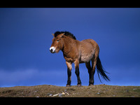 Przewalski's Horse © Derek Walton - C