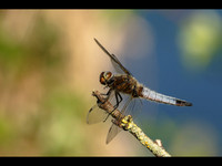 Scarce Chaser © Jill Dyson-Orme - C