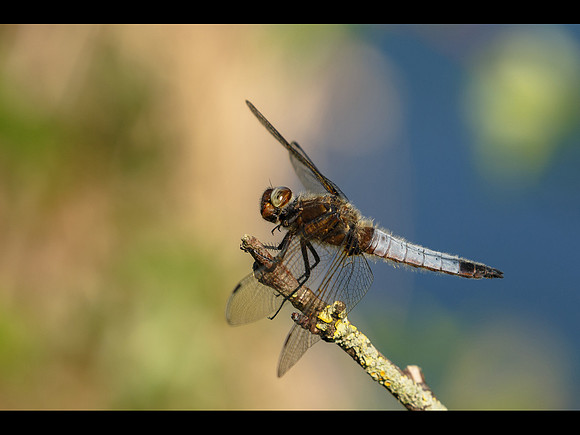 Scarce Chaser © Jill Dyson-Orme - C