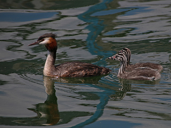 Grebe and Chicks © David Hotten - 2nd.