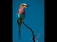 Lilac-Breasted Roller © Andrew Leask - HC