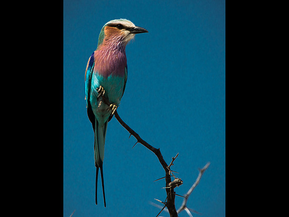 Lilac-Breasted Roller © Andrew Leask - HC