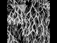 Staghord Fern Thailand © Michael Robertson-Smith - C