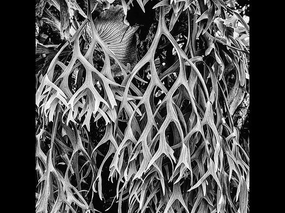 Staghord Fern Thailand © Michael Robertson-Smith - C
