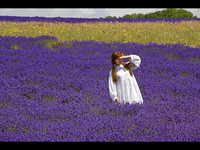 Lost Lavender Lady © John Edwards - C