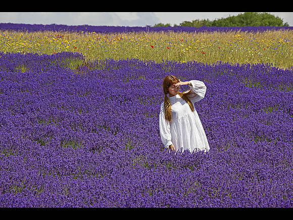 Lost Lavender Lady © John Edwards - C