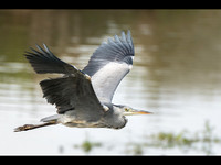 Grey Heron in flight © Peter Gilbert - C