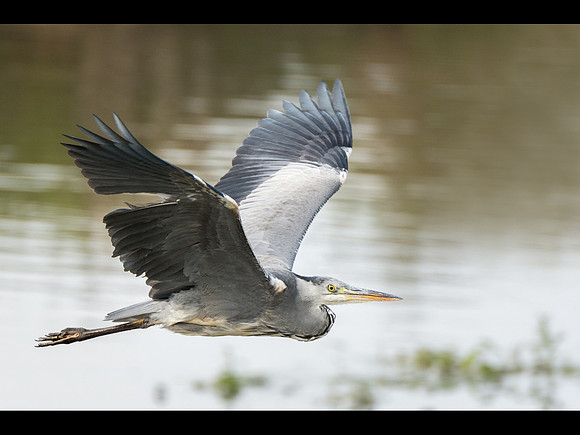 Grey Heron in flight © Peter Gilbert - C