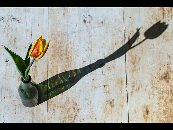 Still life © Jill Orme - C