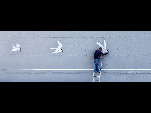 Painting the Gulls © David P Howard - HC