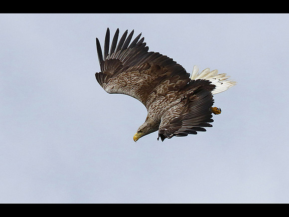White-tailed Eagle © Derek Walton - C
