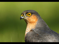 Male Sparrowhawk © Derek Walton - HC