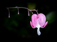 Love Lies Bleeding © Stewart Band - C