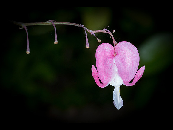 Love Lies Bleeding © Stewart Band - C