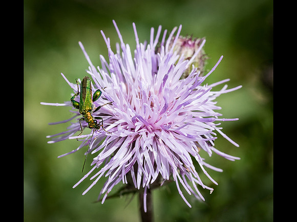 Thick kneed flower beetlle © Dick Prior - C