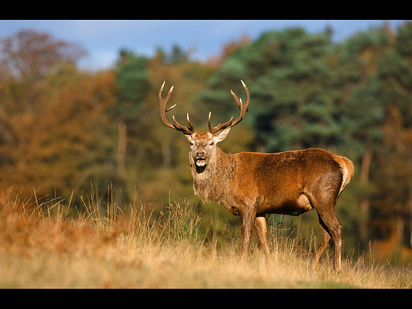 Red Deer Stag © Derek Walton - C