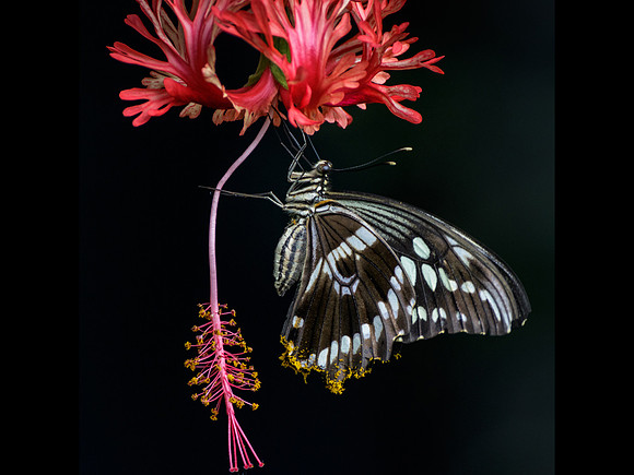 Constantine's Swallowtail © Jill Orme - C