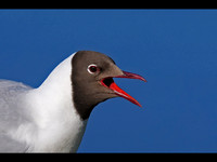 Black-headed Gull © Derek Walton C