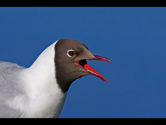 Black-headed Gull © Derek Walton C