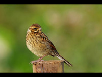 Female Reed Bunting  © Derek Walton C