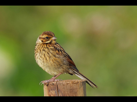 Female Reed Bunting  © Derek Walton C