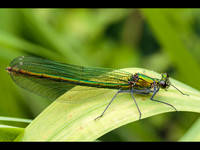 Banded Demoiselle © Jill Dyson Orme 3rd
