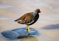 Moorhen © Richard Hodge 1st