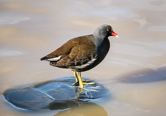 Moorhen © Richard Hodge 1st