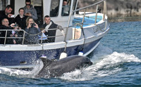 Dolphin Ahoy! © Andrew Dow - C