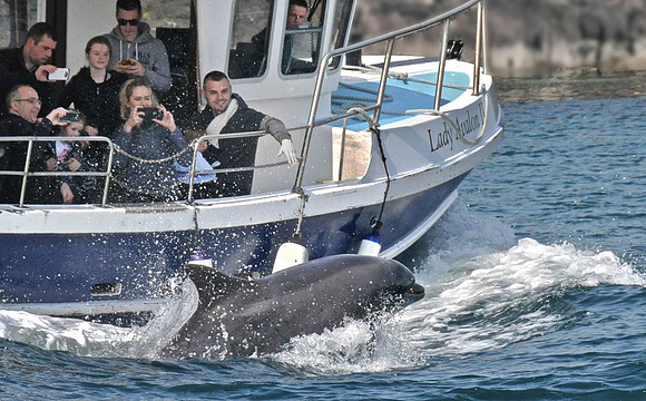 Dolphin Ahoy! © Andrew Dow - C