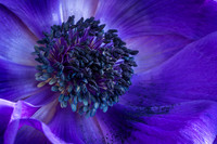 Anemone © Jill Dyson-Orme - 1st.