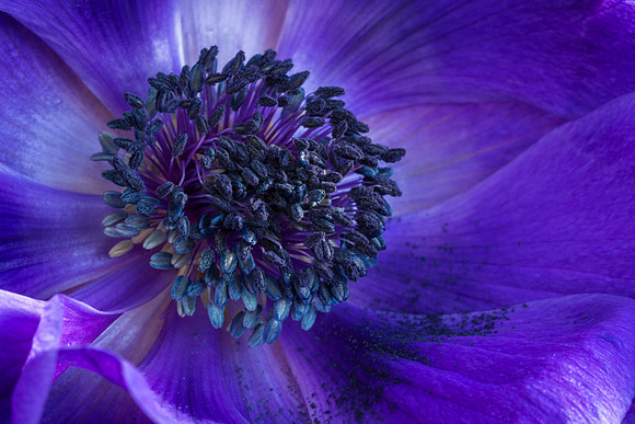 Anemone © Jill Dyson-Orme - 1st.