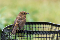 Juvenile robin © Jill Dyson-Orme - C