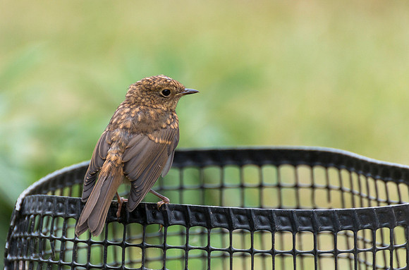 Juvenile robin © Jill Dyson-Orme - C