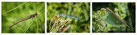 Common Blue Damsel Fly (Female, Male, Female) © Dick Prior 2nd
