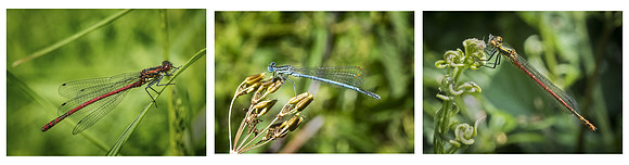 Common Blue Damsel Fly (Female, Male, Female) © Dick Prior 2nd