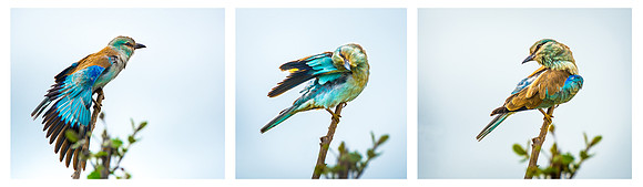 Preening Lilac Breasted Rollers © Mary Kirkby 1st