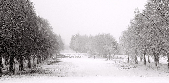 Snow in Sherbourne © Paolo Lubrano C