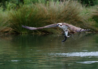 Western Osprey © Jill Dyson Orme HC